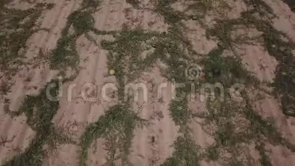 地上的西瓜视频的预览图