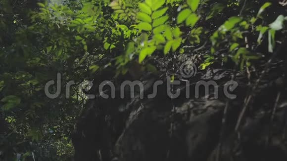 丛林树干长在高绿的草地上视频的预览图
