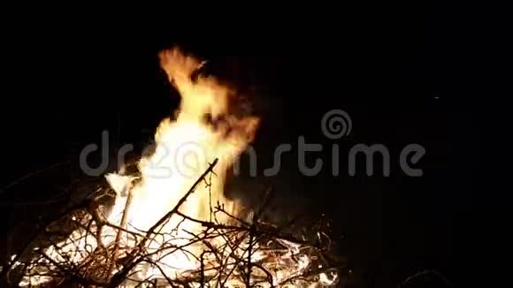 火烧树枝大篝火从树枝燃烧在森林的夜晚大火在夜间熊熊燃烧视频的预览图