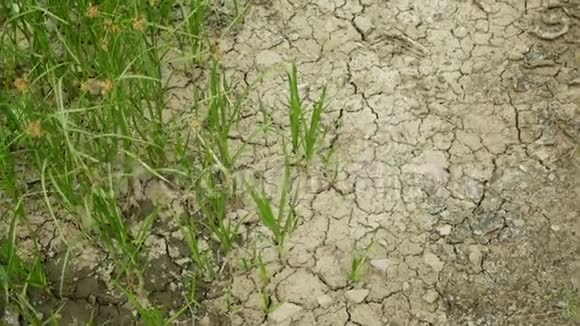 干旱干草甸土地与低地沼泽干燥土壤开裂气候变化视频的预览图
