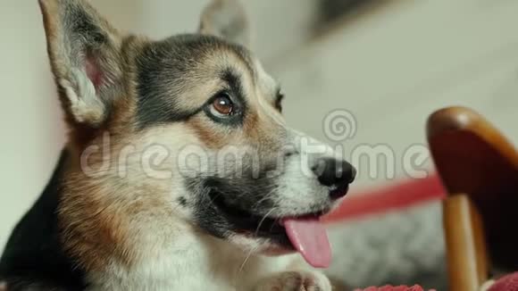 滑稽可爱的三色狗威尔士科吉犬躺在家里的椅子上视频的预览图
