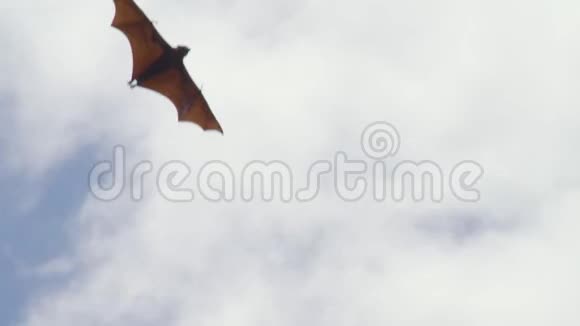 蝙蝠在天空中飞出来视频的预览图