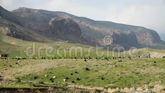 草地和山峦上的山羊群视频的预览图