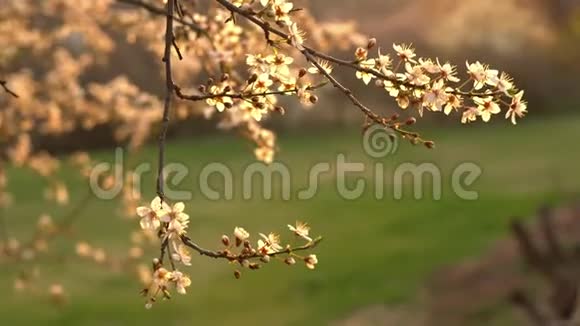 春天开花的梅花树干夕阳西下阳光温暖景深浅视频的预览图