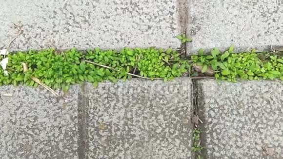 绿草生长在混凝土板上视频的预览图