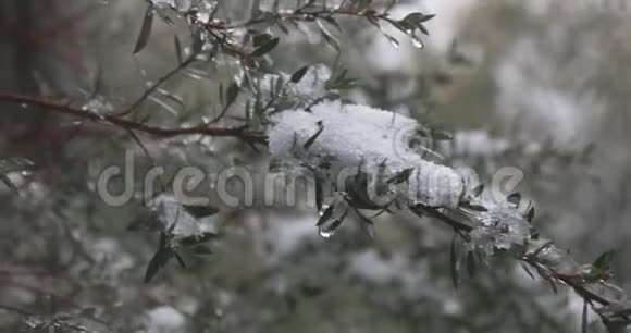 白雪覆盖的嫩枝在下雪时在微风中轻轻地移动视频的预览图