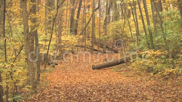 穿过秋天的树林视频的预览图