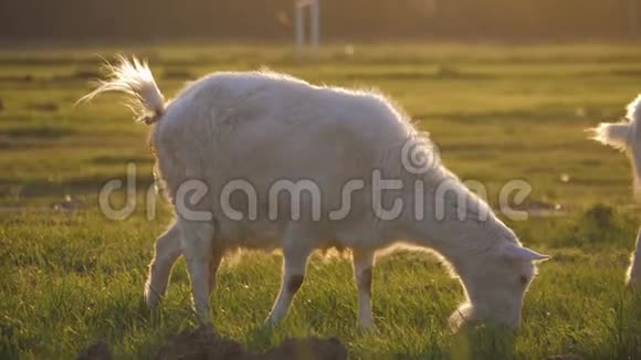 日落时白山羊站在一片绿色的春天草地上视频的预览图
