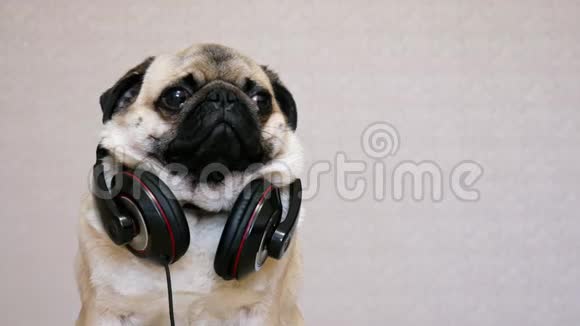 可爱有趣的小狗听音乐带着大耳机有趣的小狗的肖像视频的预览图