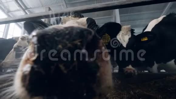 以饲料和牛为食视频的预览图
