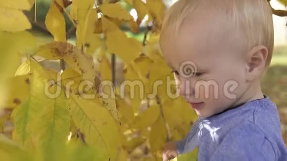 一岁的小可爱宝宝在秋天公园的树旁玩耍站在落叶上微笑视频的预览图