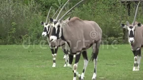 南非羚羊美丽的羚羊视频的预览图