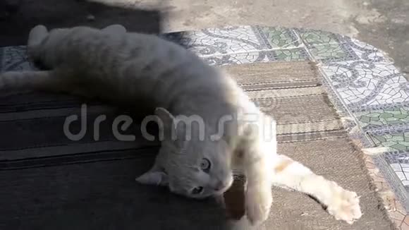 红猫晒太阳小猫在户外玩耍懒洋洋的白猫趴在地上视频的预览图