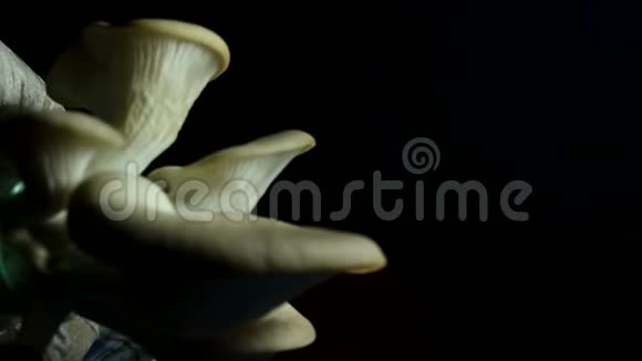 牡蛎蘑菇被隔离视频的预览图