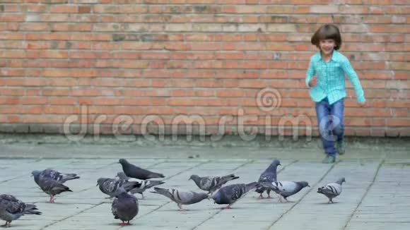 儿童rrighten鸽子它们在城市公园飞走了幸福的家庭在夕阳下散步小男孩在鸽子间奔跑视频的预览图