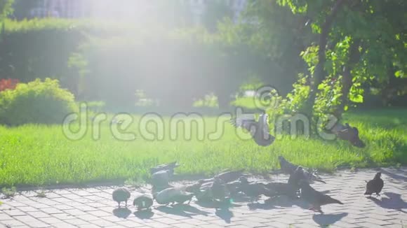 儿童rrighten鸽子它们在城市公园飞走了幸福的家庭在夕阳下散步小男孩在鸽子间奔跑视频的预览图