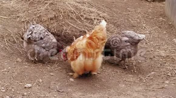 鸡在免费范围内啄食谷仓家禽养殖场视频的预览图