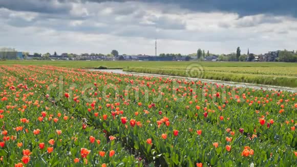 时间流逝红色郁金香花田在荷兰与典型的荷兰天空与美丽的云4k视频的预览图