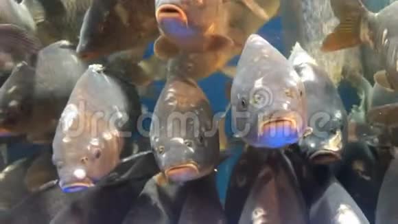 许多活鱼鲤鱼游在水族馆上市出售视频的预览图