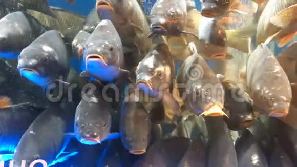 许多活鱼鲤鱼游在水族馆上市出售视频的预览图