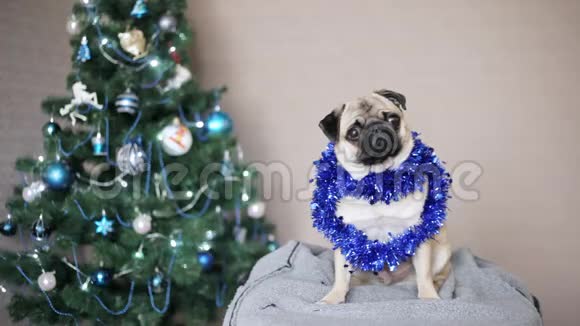 穿着圣诞套装看着圣诞树背景上的摄像机的滑稽小狗圣诞快乐新年快乐视频的预览图