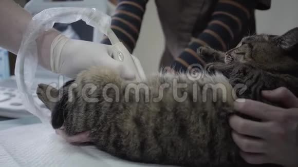 虎纹猫在兽医诊所人们抱着宠物和兽医专家做猫超声波视频的预览图