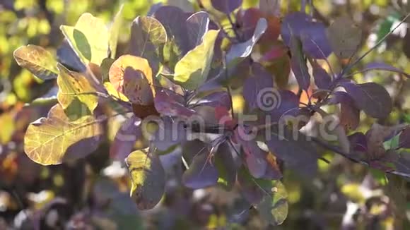 树木和灌木丛上鲜艳的秋叶视频的预览图
