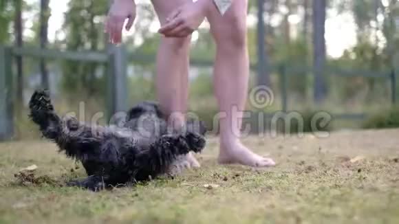 迷你黑色雪纳雪犬驼背或安装在主人腿上小狗的坏行为视频的预览图