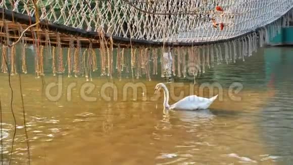 一只成年白鸭漂浮在运河里觅食视频的预览图