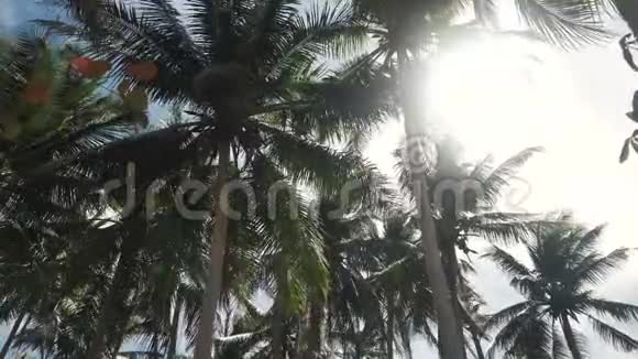 椰子树种植从顶部倾斜直到地面视频的预览图