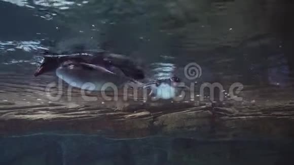 两只可爱的企鹅在柏林动物园的水族馆里水下游泳视频的预览图