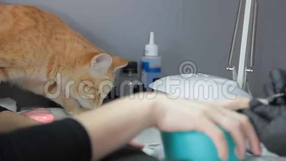 在专业修指甲的时候红猫爬上了桌子视频的预览图