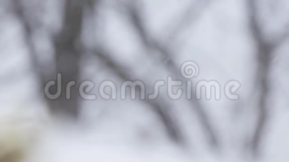 白雪皑皑的冬季图像寒冷天气和降水视频的预览图