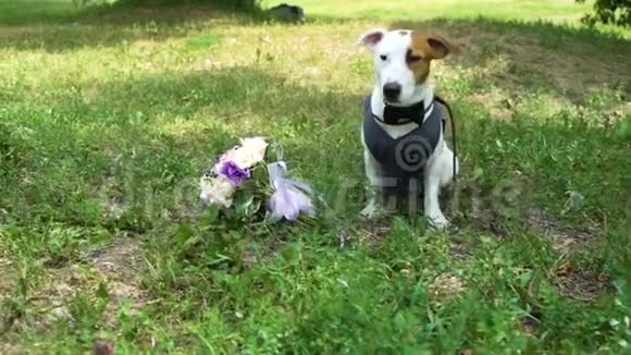 杰克罗塞尔猎犬穿着蝴蝶结和背心在婚礼花束附近慢动作视频的预览图