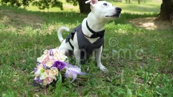 杰克罗塞尔猎犬打扮成新郎带着婚礼花束在草地上慢动作视频的预览图
