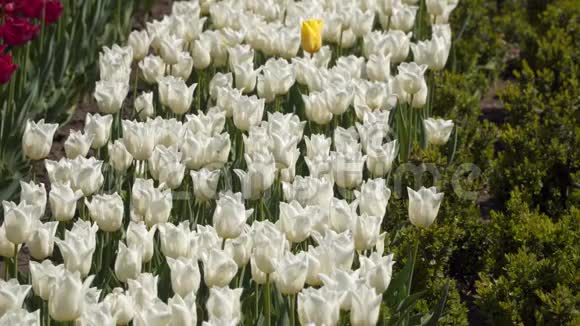 白色的郁金香花视频的预览图