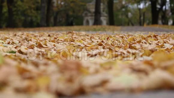 公园里的秋叶视频的预览图