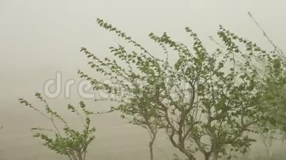 乌兹别克斯坦沙尘暴中的树木视频的预览图