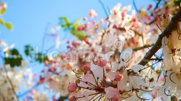 4K春天的季节里美丽的盛开的粉红色花朵被风吹来背景是蓝天视频的预览图