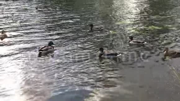 城里河里有一群野鸭视频的预览图