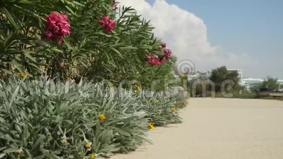 用美丽的粉红色和黄色的花从不同的绿色灌木丛中生长出来的夏季景观视频的预览图