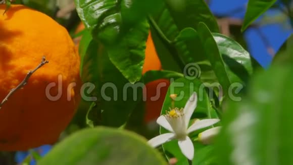 盛开的橙树视频的预览图