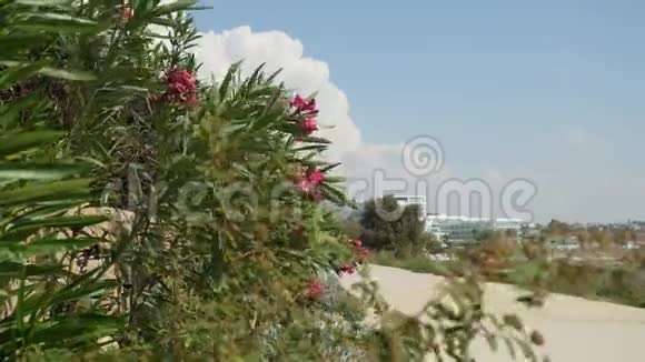 夏季景观以美丽的狮子和灌木生长在跑道附近并在夏季微风中挥动视频的预览图