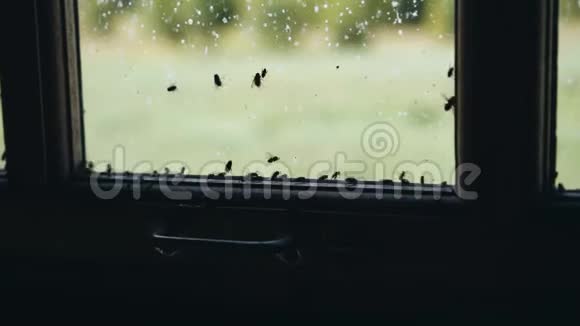 脏玻璃上一大簇苍蝇一群苍蝇在窗户上视频的预览图