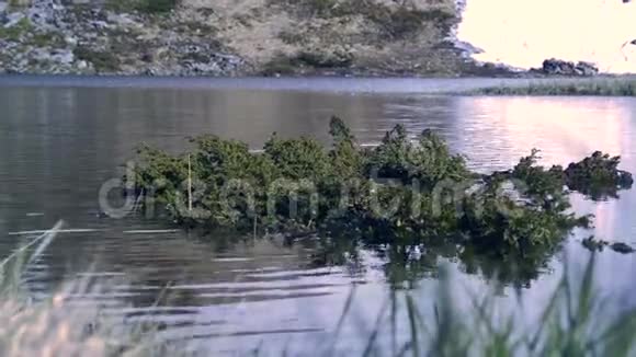 4k喀尔巴阡山湖泊针叶树小岛视频的预览图