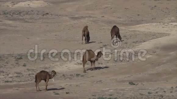 在乌兹别克斯坦沙漠中行走的骆驼视频的预览图