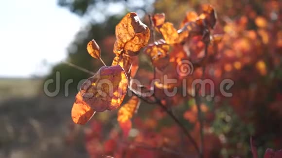 树木和灌木丛上鲜艳的秋叶视频的预览图