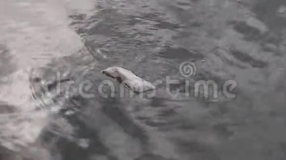 漂浮在清水中的脏塑料袋视频的预览图