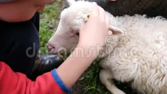 小男孩用一朵花装饰一只羔羊孩子用一个羊场特写镜头玩耍视频的预览图