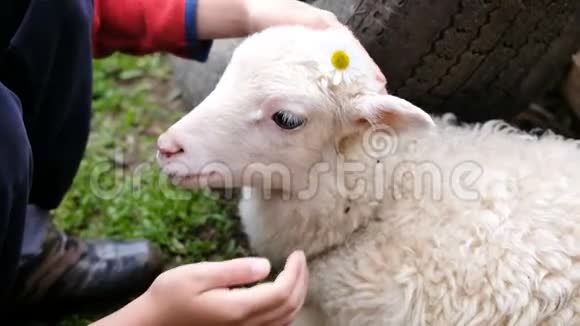 小男孩正在用一朵花抚摸一只羔羊一个孩子正在农场的特写镜头里和一只羊玩耍视频的预览图